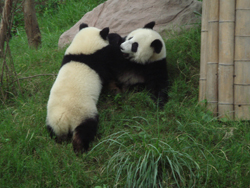 The Giant Panda Breeding and Research Centre (Chengdu)