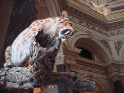 Animal mounted on a branch ready to pouce into the dome at the Natural History Museum in Vienna, Austria