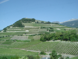 Vineyards of Canton Valais