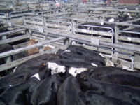 Cattle at the saleyard in Stratford, Taranaki