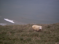 A sheep at the ocean.  A sheep we encountered while tramping through farmland to see Sealions and Yellow-eyed penguins.