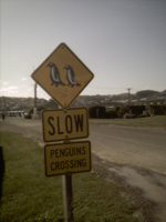 Roadsign warning of Blue Penguins crossing the road as you leave Oamaru Harbour.