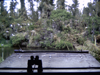 View of the White Heron Nesting Colony at Whataroa