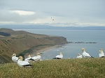 Cape Kidnappers - the Gannet Colony