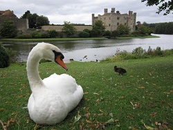 Kent - Leeds Castle